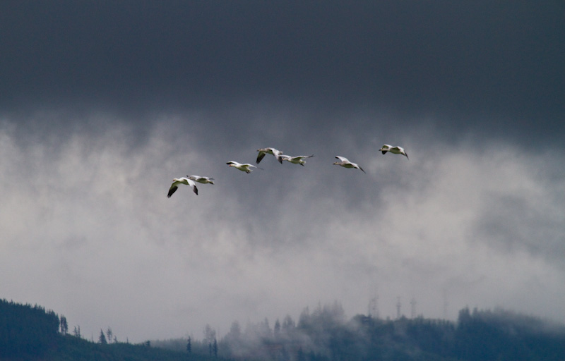 Snow Geese In Flight